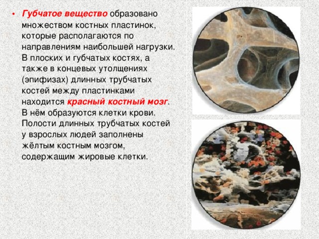Губчатое Вещество Кости
