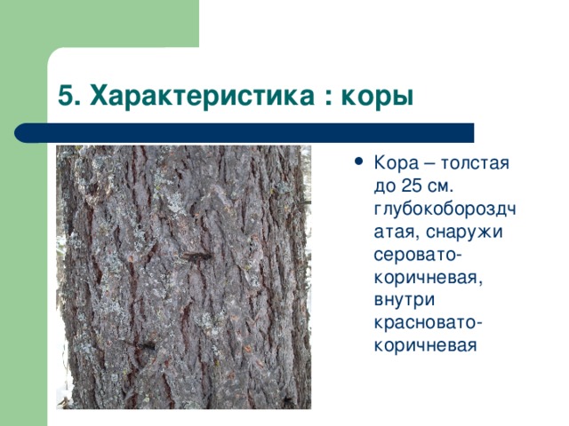 саговники - строение древесины. шестислойное строение коры больших полушарий. строение коры больших полушарий. цитоархитектоника коры головного мозга анатомия. структура и характеристика коры.