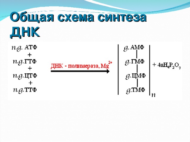 Уравнение синтеза. Суммарное уравнение синтеза ДНК. Общая схема синтеза ДНК. Суммарная реакция биосинтеза ДНК. Синтез ДНК реакции.