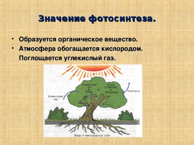 Интенсивность фотосинтеза количество органических веществ