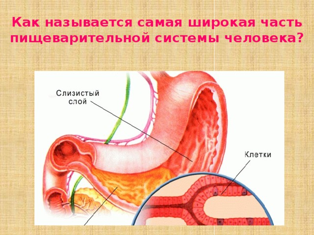 Как называются наиболее. Самый широкий участок пищеварительной системы.. Самая широкая часть пищеварения. Наиболее длинная часть пищеварительной трубки. Самый широкий участок пищеварительного канала.