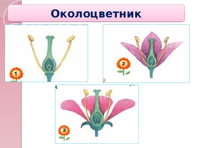 Яркий околоцветник