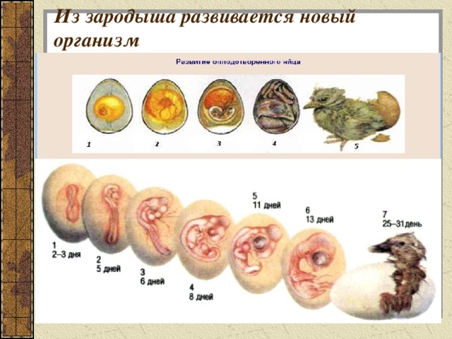 Класс птицы развитие зародыша