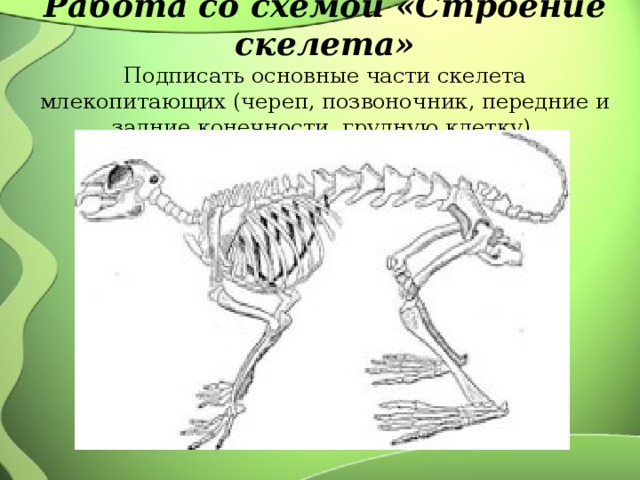 Исследование особенностей скелета млекопитающих ответы