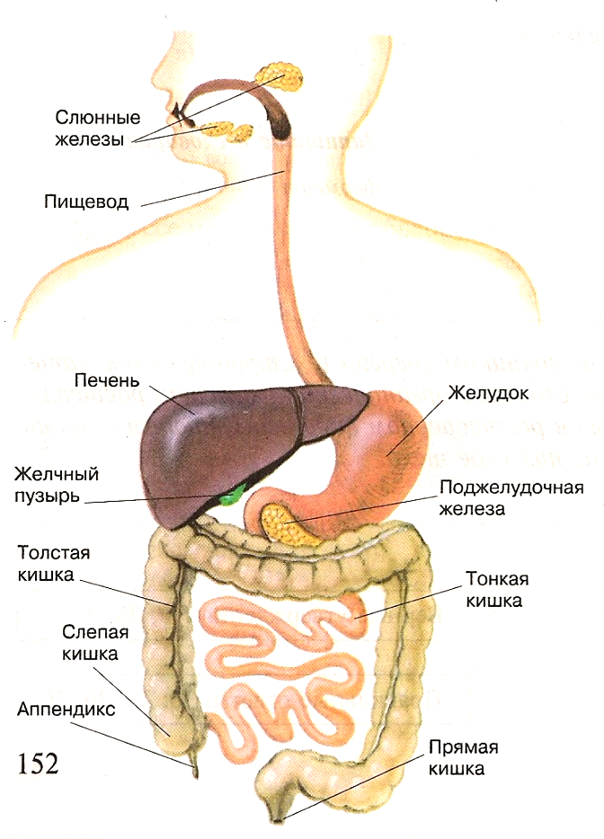 Картинка строение желудочно кишечного тракта