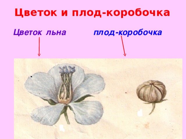 Коробочка характеристика плода