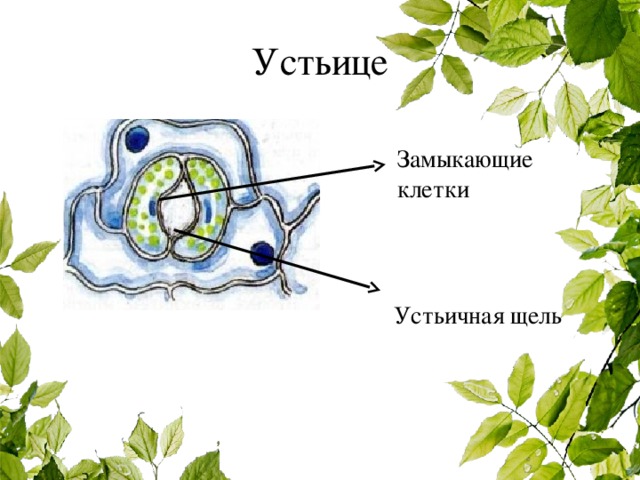 Устьица листьев