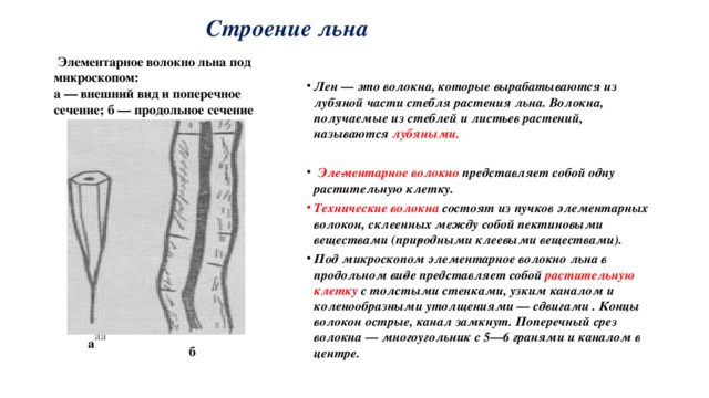 Строение льна. Структура льняного волокна. Строение стебля и волокна льна. Лубяные волокна льна под микроскопом. Строение лубяных волокон льна.