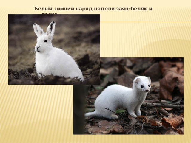 Белый зимний наряд надели заяц-беляк и ласка.