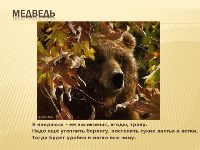 Я наедаюсь – ем насекомых, ягоды, траву. Надо ещё утеплить берлогу, постелить сухие листья и ветки. Тогда будет удобно и мягко всю зиму.