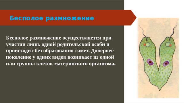 Бесполое размножение осуществляется гаметами. Размножение водоросли песполое. Бесполое размножение осуществляется гаметами. Бесполое размножение осуществляется гаметами. Бесполое размножение осуществляется гаметами.