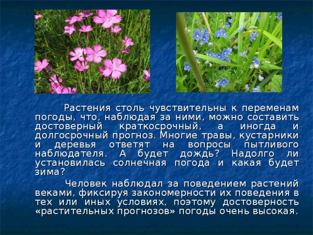 Какое растение погода
