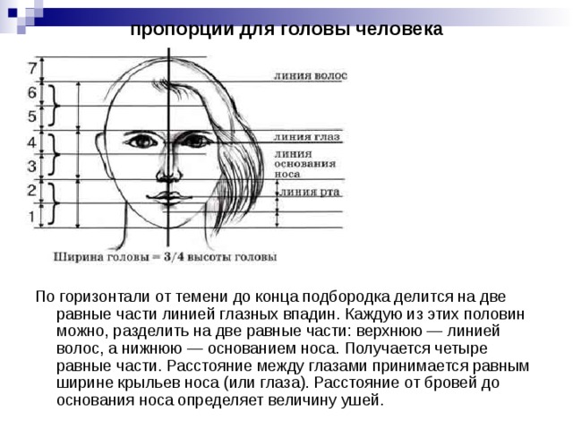 пропорции для головы человека По горизонтали от темени до конца подбородка делится на две равные части линией глазных впадин. Каждую из этих половин можно, разделить на две равные части: верхнюю — линией волос, а нижнюю — основанием носа. Получается четыре равные части. Расстояние между глазами принимается равным ширине крыльев носа (или глаза). Расстояние от бровей до основания носа определяет величину ушей.