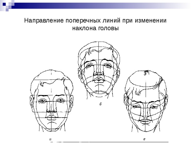 Направление поперечных линий при изменении наклона головы