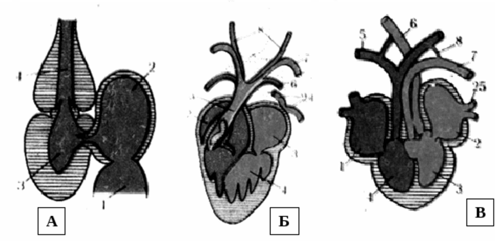 У пресмыкающихся трехкамерное сердце без перегородки. Сердце амфибий трехкамерное. Сердце земноводных. Строение сердца рептилий. Строение сердца рыбы.
