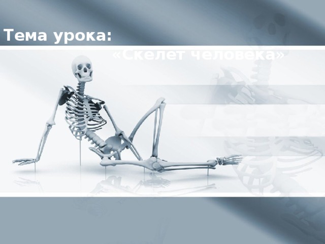 Тема урока:  «Скелет человека»