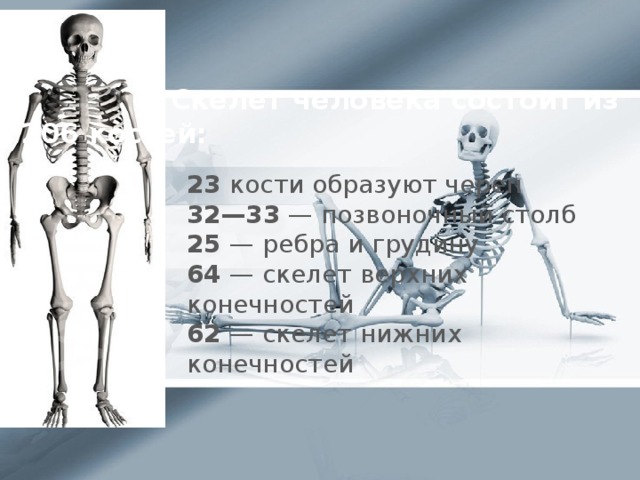 Скелет человека состоит из  206 костей:    23 кости образуют череп 32—33  — позвоночный столб 25  — ребра и грудину 64  — скелет верхних конечностей 62  — скелет нижних конечностей