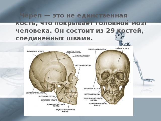 Череп — это не единственная кость, что покрывает головной мозг человека. Он состоит из 29 костей, соединенных швами.