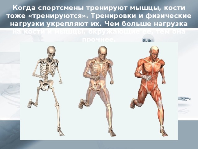 Когда спортсмены тренируют мышцы, кости тоже «тренируются». Тренировки и физические нагрузки укрепляют их. Чем больше нагрузка на кости и мышцы, окружающие ее, тем она прочнее.