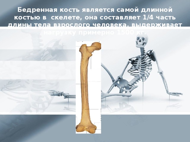Бедренная кость является самой длинной костью в  скелете, она составляет 1/4 часть длины тела взрослого человека, выдерживает нагрузку примерно 1500 кг.