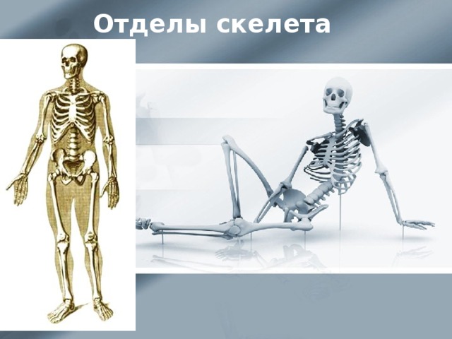Какой отдел скелета есть. Отделы скелета. 6 Отделов скелета. Скелет человека пропорции. Строение скелета для детей.