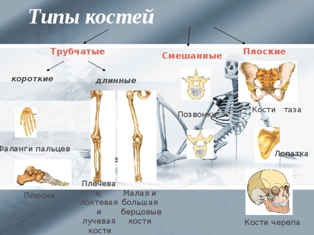 Типы костей Плоские Трубчатые  Смешанные  короткие  длинные Кости таза Позвонки Фаланги пальцев Лопатка Фаланги пальцев и Плечевая, локтевая и лучевая  кости Малая и большая берцовые кости  Плюсна Кости черепа