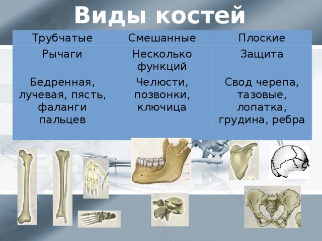 Виды костей Трубчатые Смешанные Рычаги Плоские Несколько функций Бедренная, лучевая, пясть, фаланги пальцев Защита Челюсти, позвонки, ключица Свод черепа, тазовые, лопатка, грудина, ребра