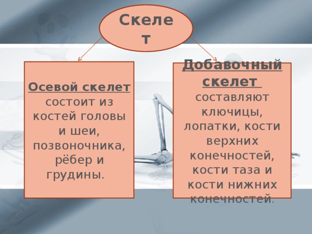 Скелет Осевой скелет состоит из костей головы и шеи, позвоночника, рёбер и грудины. Добавочный скелет составляют ключицы, лопатки, кости верхних конечностей, кости таза и кости нижних конечностей .