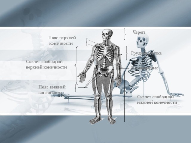 Череп Пояс верхней  конечности Грудная клетка Скелет свободной верхней конечности Позвоночник Пояс нижней конечности Скелет свободной нижней конечности