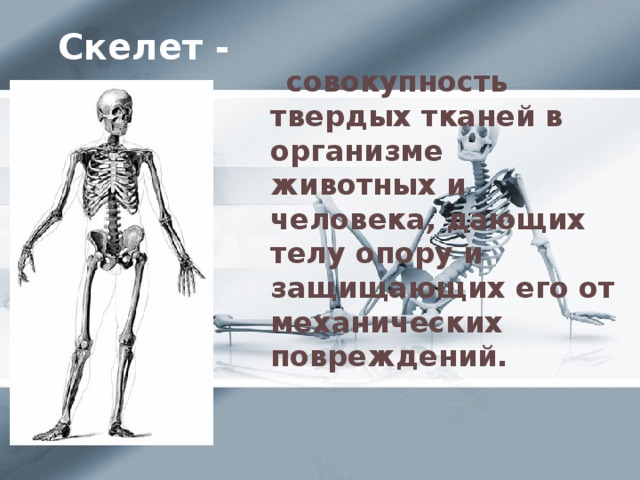 Скелет -  совокупность твердых тканей в организме животных и человека, дающих телу опору и защищающих его от механических повреждений.