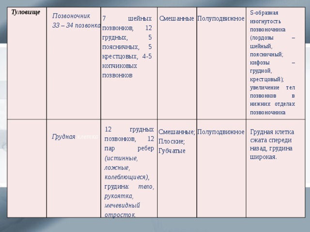 S-образная изогнутость позвоночника (лордозы – шейный, поясничный; кифозы – грудной, крестцовый); увеличение тел позвонков в нижних отделах позвоночника Туловище  Позвоночник 33 – 34 позвонка 7 шейных позвонков, 12 грудных, 5 поясничных, 5 крестцовых, 4-5 копчиковых позвонков Смешанные Полуподвижное 12 грудных позвонков, 12 пар ребер (истинные, ложные, колеблющиеся) , грудина: тело, рукоятка, мечевидный отросток. Смешанные; Полуподвижное Грудная клетка сжата спереди назад, грудина широкая. Плоские; Губчатые Грудная клетка