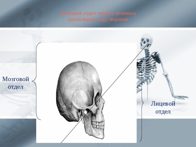Мозговой отдел черепа человека преобладает над лицевым Мозговой отдел Лицевой отдел
