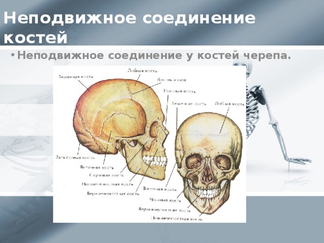 5 неподвижные соединения. Неподвижные кости черепа. Неподвижное соединение черепа. Неподвижные кости в скелете человека. Подвижные и неподвижные кости в скелете человека.