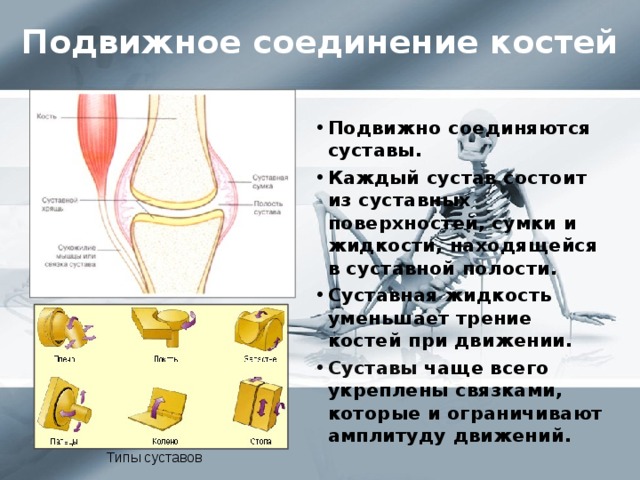 Подвижное соединение костей Подвижно соединяются суставы. Каждый сустав состоит из суставных поверхностей, сумки и жидкости, находящейся в суставной полости. Суставная жидкость уменьшает трение костей при движении. Суставы чаще всего укреплены связками, которые и ограничивают амплитуду движений.  Типы суставов