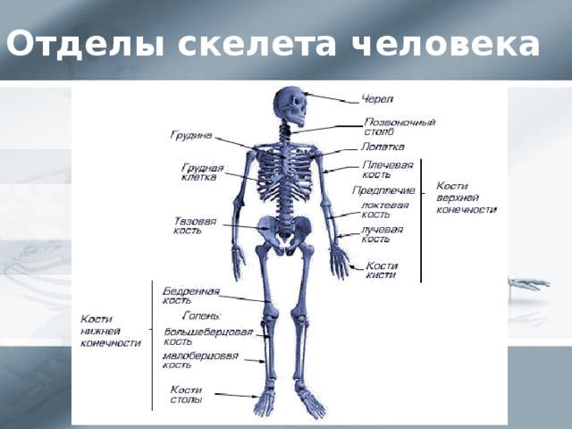 Отделы скелета человека