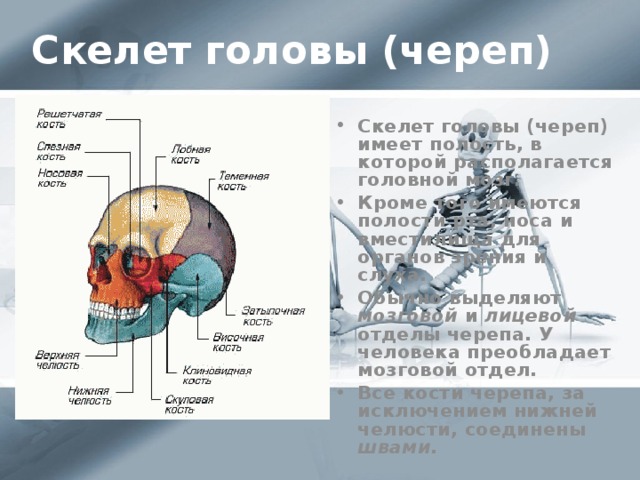 Скелет головы (череп)