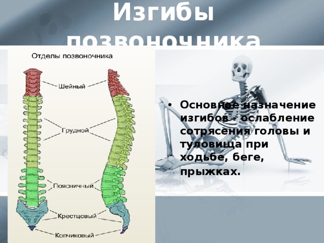 Изгибы позвоночника Основное назначение изгибов - ослабление сотрясения головы и туловища при ходьбе, беге, прыжках.