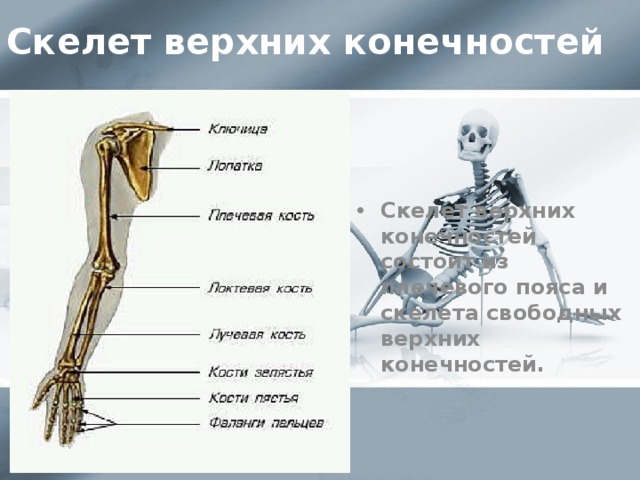 Скелет верхних конечностей