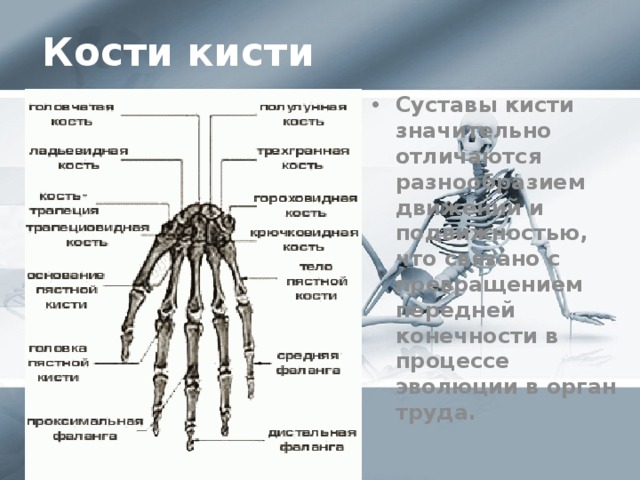 Кости кисти