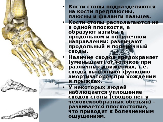 Кости стопы подразделяются на кости предплюсны, плюсны и фаланги пальцев. Кости стопы располагаются не в одной плоскости, а образуют изгибы в продольном и поперечном направлении: различают продольный и поперечный своды. Наличие сводов предохраняет (уменьшает) от толчков при различных движениях, т.е. своды выполняют функцию амортизаторов при хождении и прыжках. У некоторых людей наблюдается уплощение сводов стопы (сводов нет у человекообразных обезьян) - развивается плоскостопие, что приводит к болезненным ощущениям.