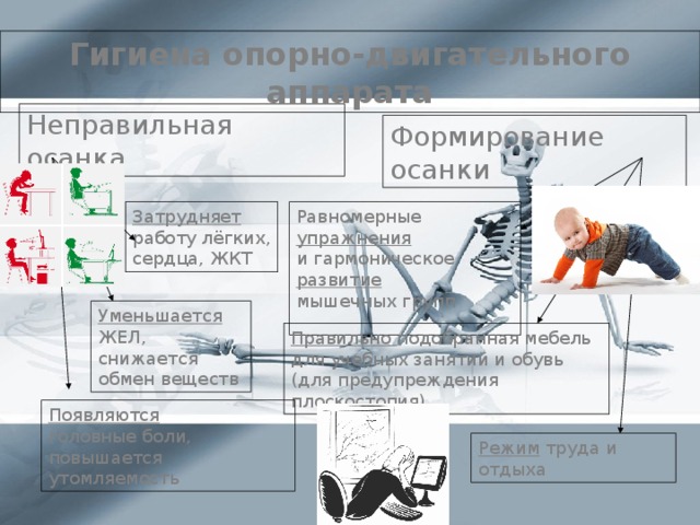 Гигиена опорно-двигательного аппарата Неправильная осанка Формирование осанки Затрудняет Равномерные упражнения  работу лёгких, и гармоническое развитие  мышечных групп сердца, ЖКТ Уменьшается ЖЕЛ, снижается обмен веществ Правильно подобранная мебель для учебных занятий и обувь (для предупреждения плоскостопия) Появляются головные боли, повышается утомляемость Режим труда и отдыха