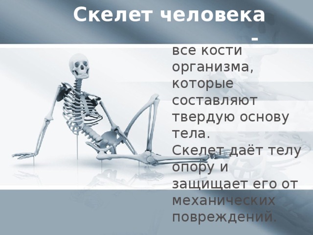 Скелет человека - все кости организма, которые составляют твердую основу тела. Скелет даёт телу опору и защищает его от механических повреждений.