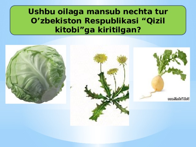 Ushbu oilaga mansub nechta tur O’zbekiston Respublikasi “Qizil kitobi”ga kiritilgan?