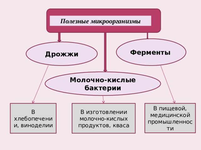 Полезные микроорганизмы Ферменты  Дрожжи Молочно-кислые бактерии В хлебопечении, виноделии В изготовлении молочно-кислых продуктов, кваса В пищевой, медицинской промышленности