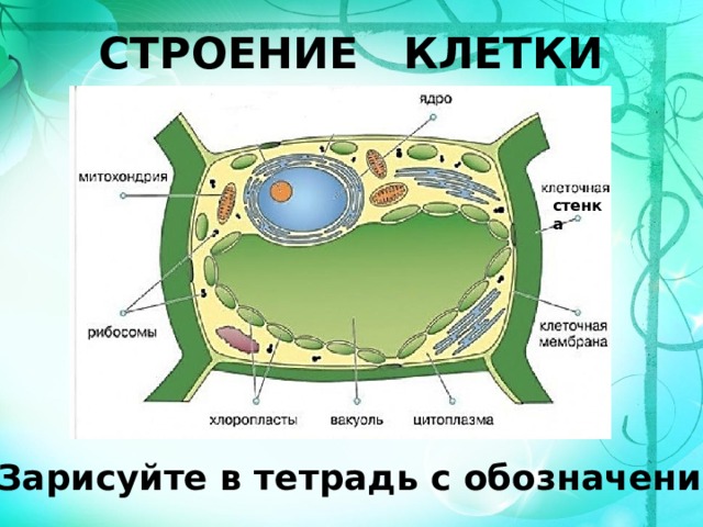 Обозначение частей клетки