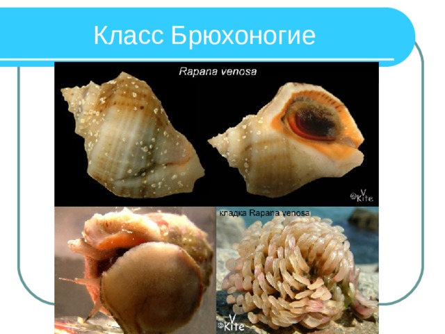 Класс Брюхоногие