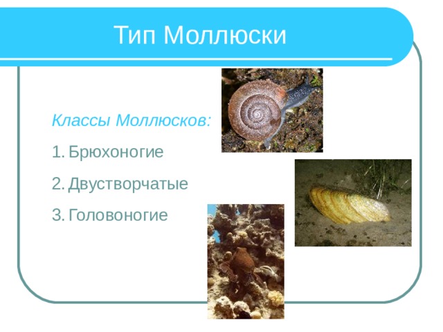 Тип Моллюски Классы Моллюсков: