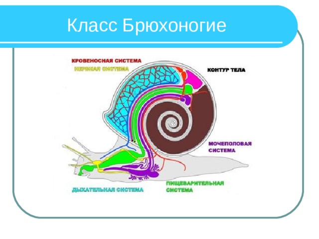 Класс Брюхоногие