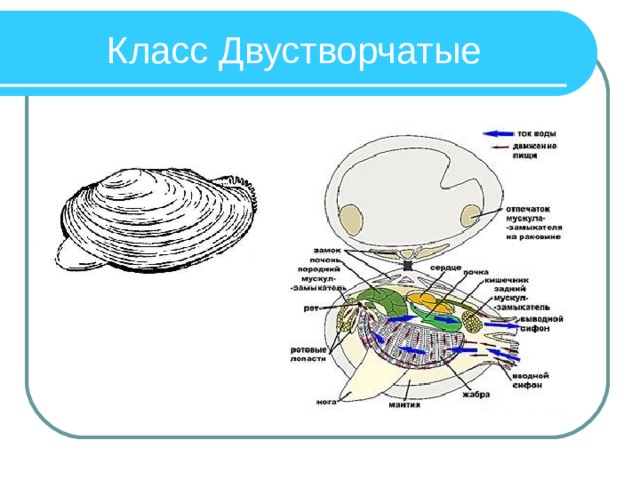 Класс Двустворчатые