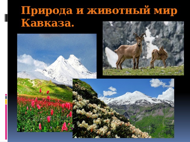 Природа и животный мир Кавказа.